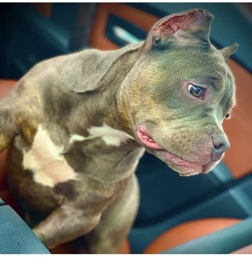 Lost dog in Milwaukee, WI, 53209