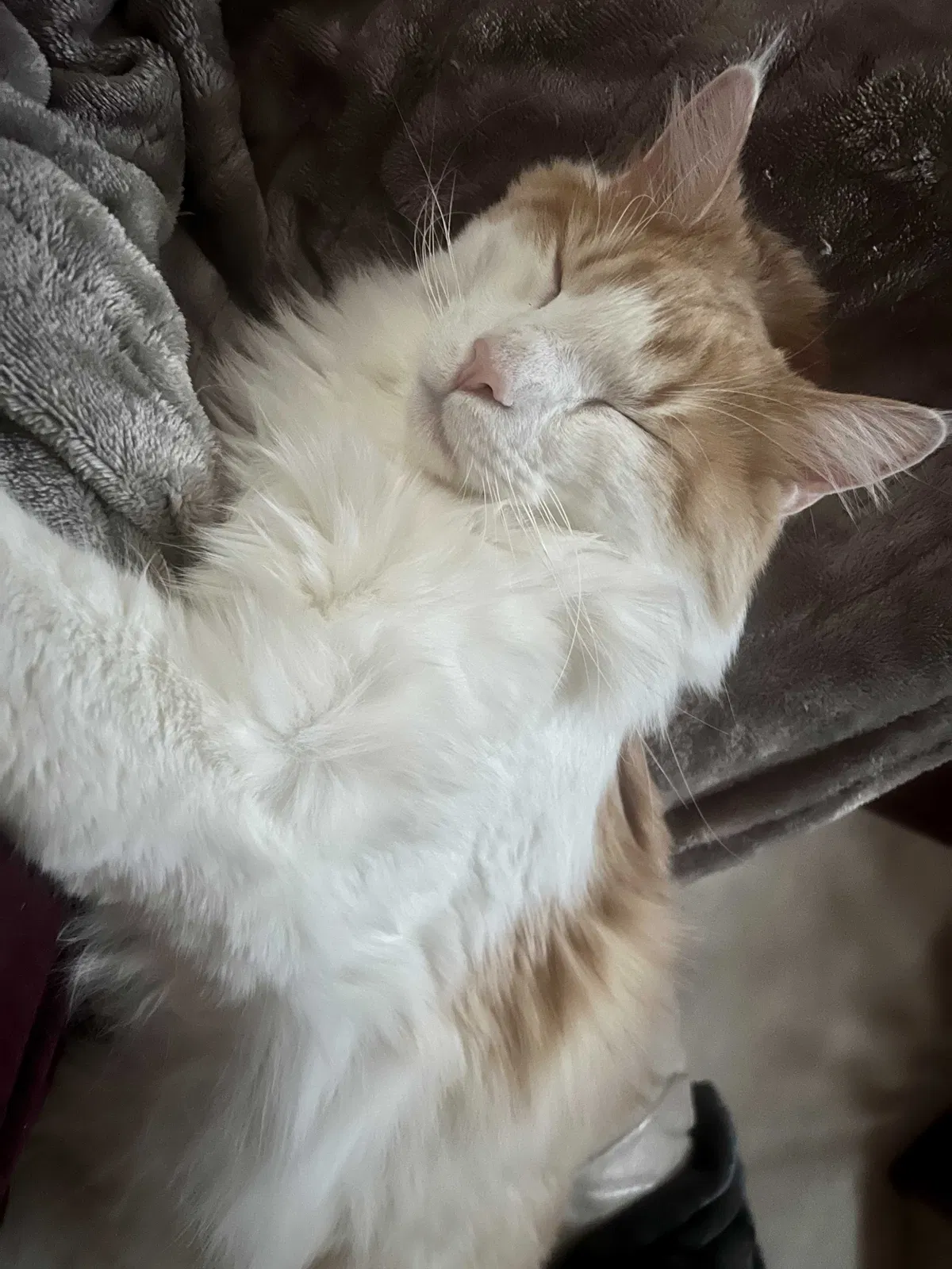 Lost cat in Myrtle Beach, SC, 29572