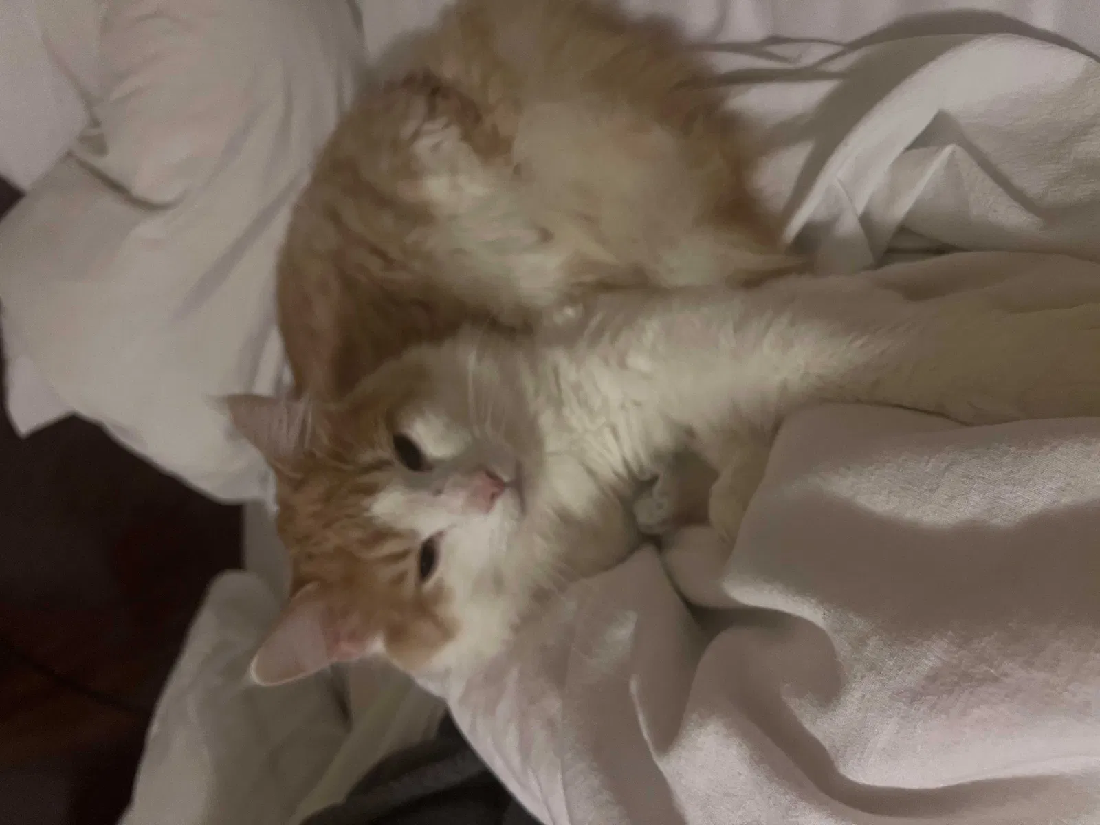 Lost cat in Myrtle Beach, SC, 29572