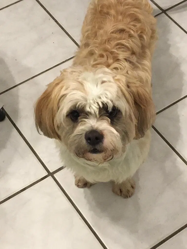 Lost dog in Kissimmee, FL, 34741