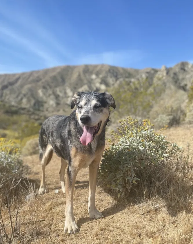 Lost dog in Desert Hot Springs, CA, 92240