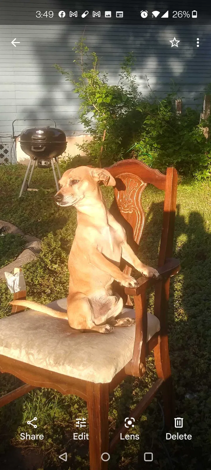 Lost dog in Independence, MO, 64050