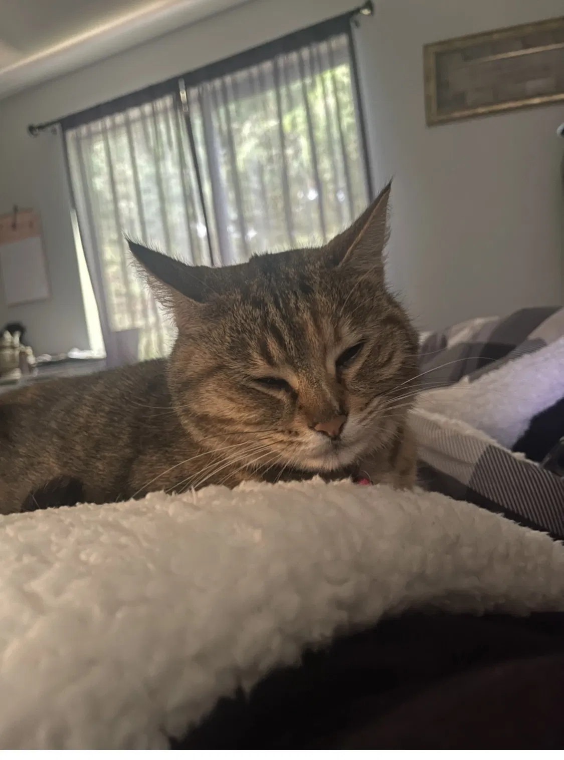 Lost cat in Puyallup, WA, 98374
