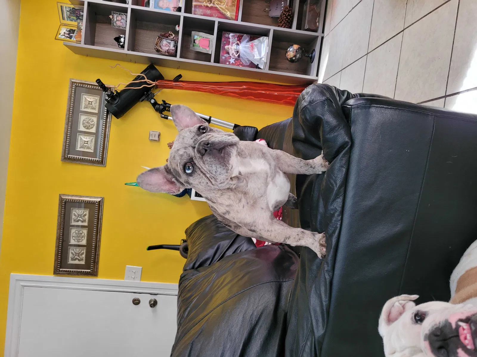 Lost dog in Los Angeles, CA, 90003