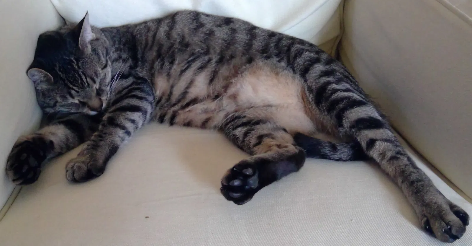 Lost cat in Arlington, VA, 22204