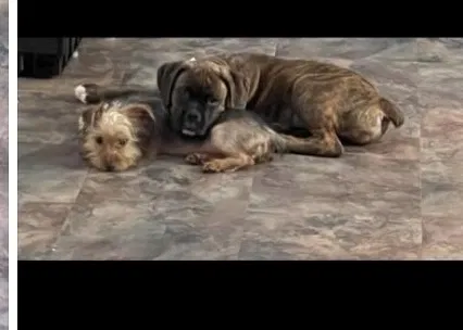 Lost dog in Bowling Green, KY, 42103