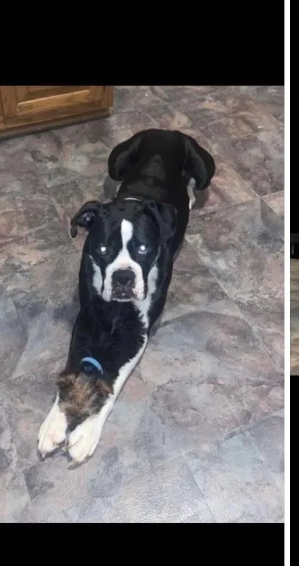 Lost dog in Bowling Green, KY, 42103