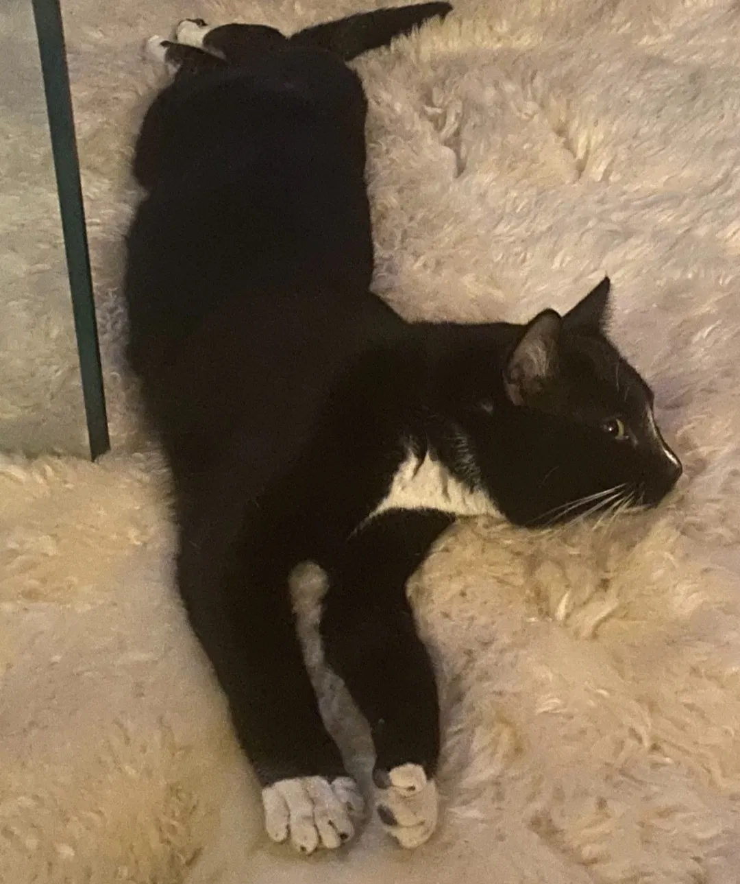 Lost cat in Las Cruces, NM, 88001