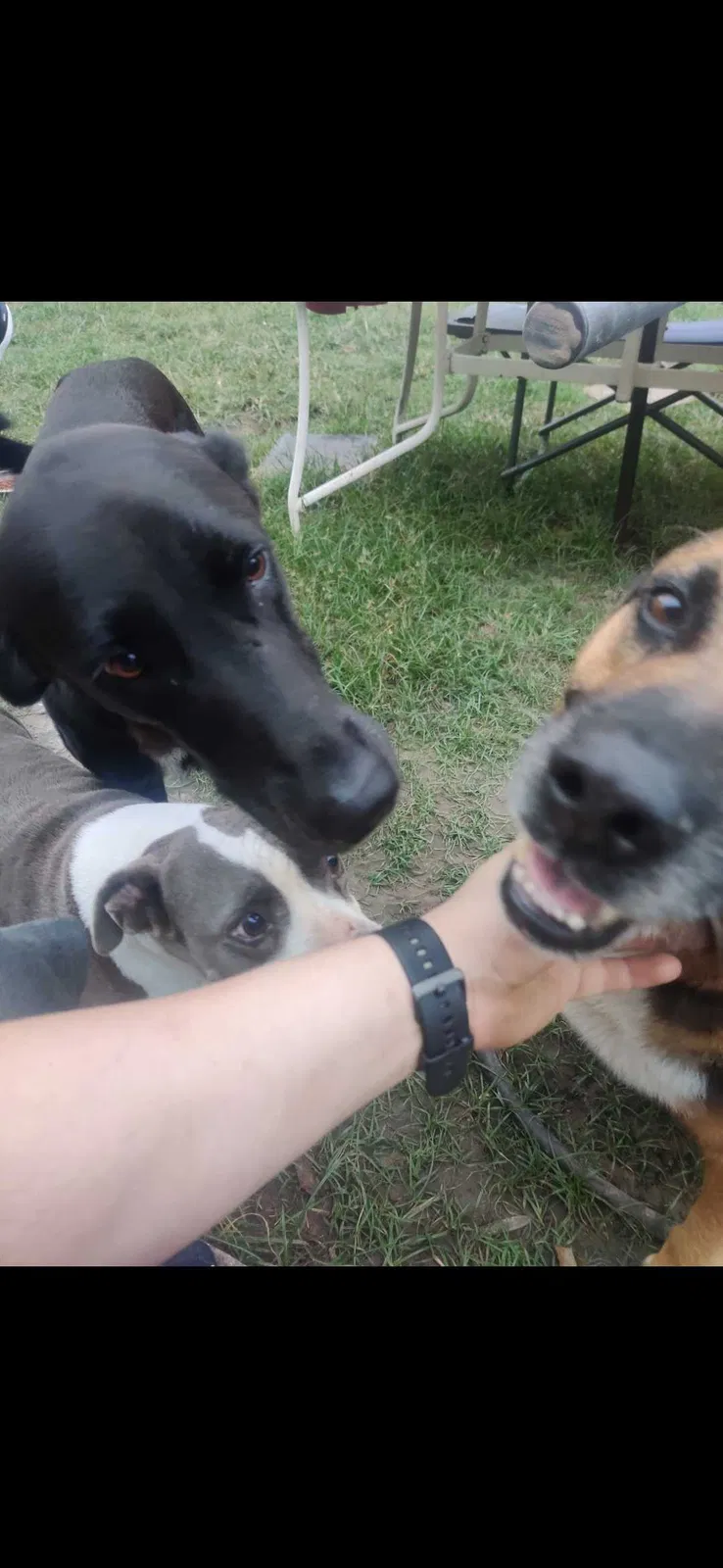 Lost dog in Houston, TX, 77015