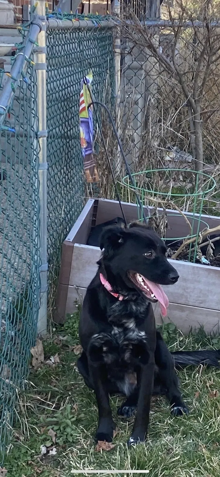 Lost dog in Philadelphia, PA, 19114