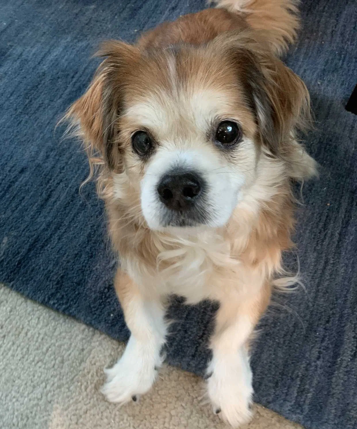 Lost dog in Chula Vista, CA, 91910