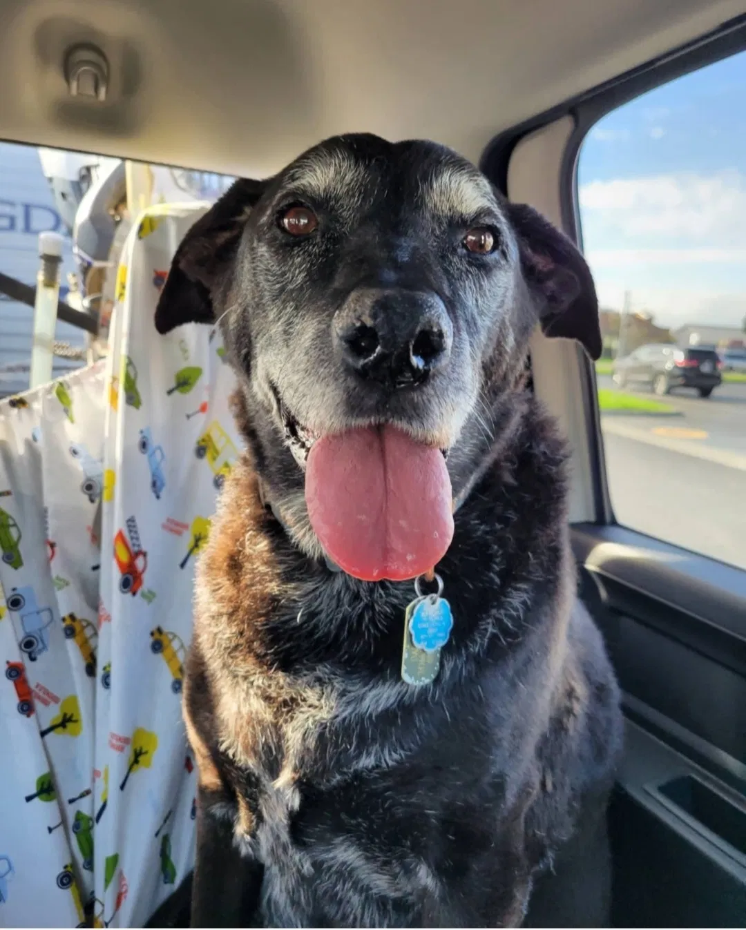 Lost dog in Los Gatos, CA, 95033
