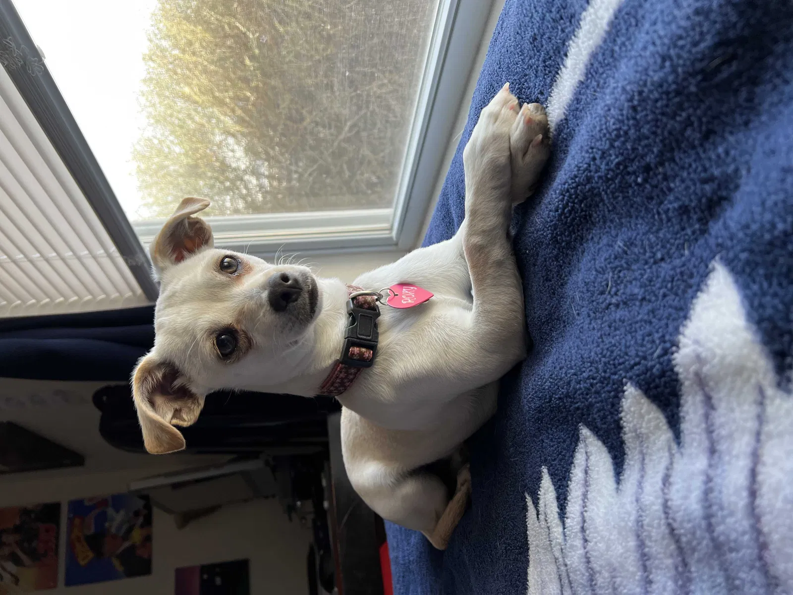 Lost dog in El Paso, TX, 79908