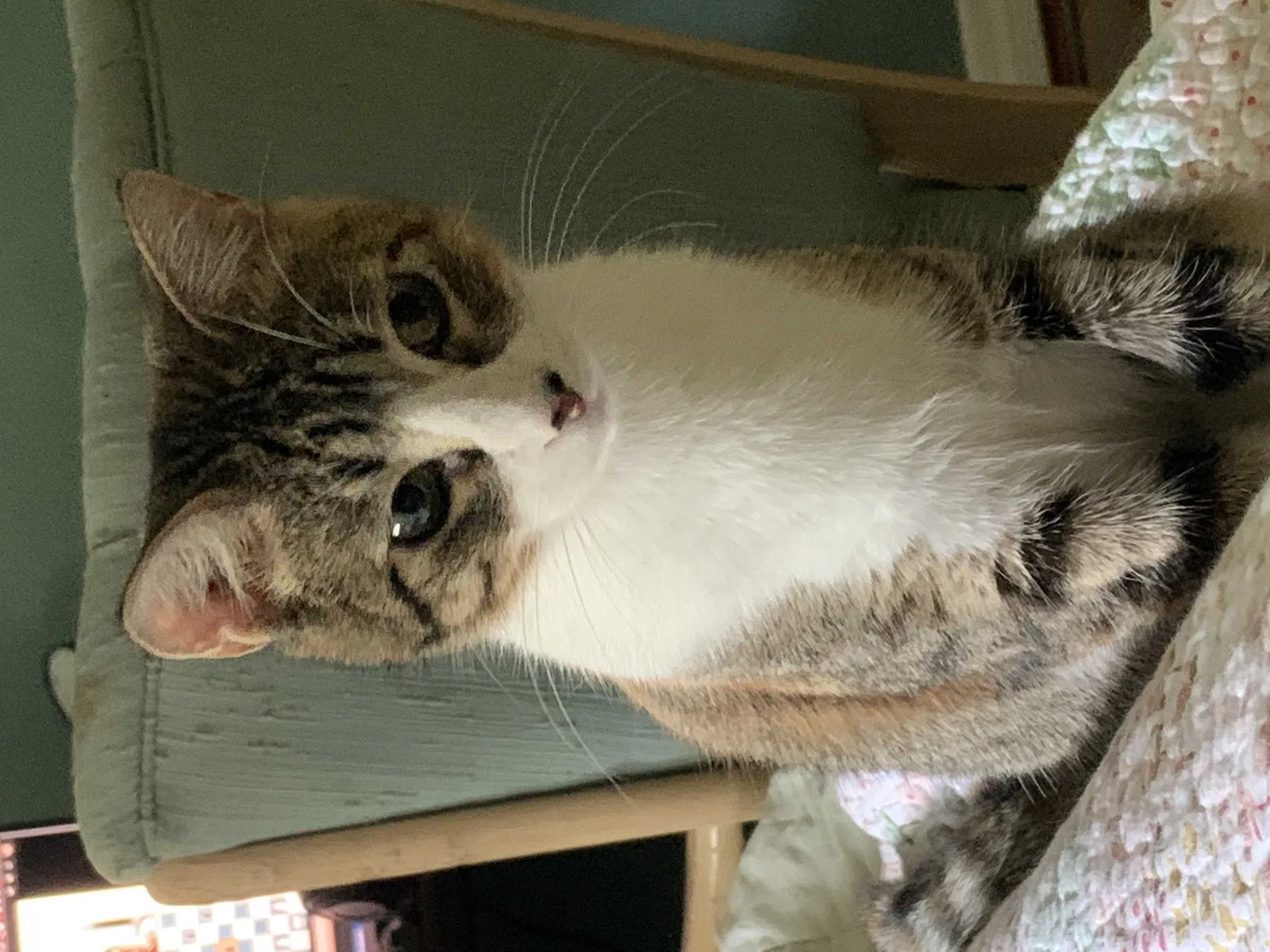 Lost cat in Tallahassee, FL, 32301