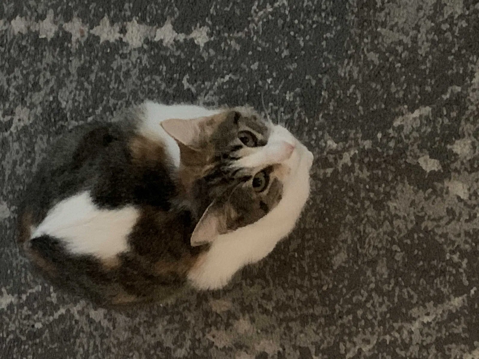 Lost cat in Tallahassee, FL, 32301