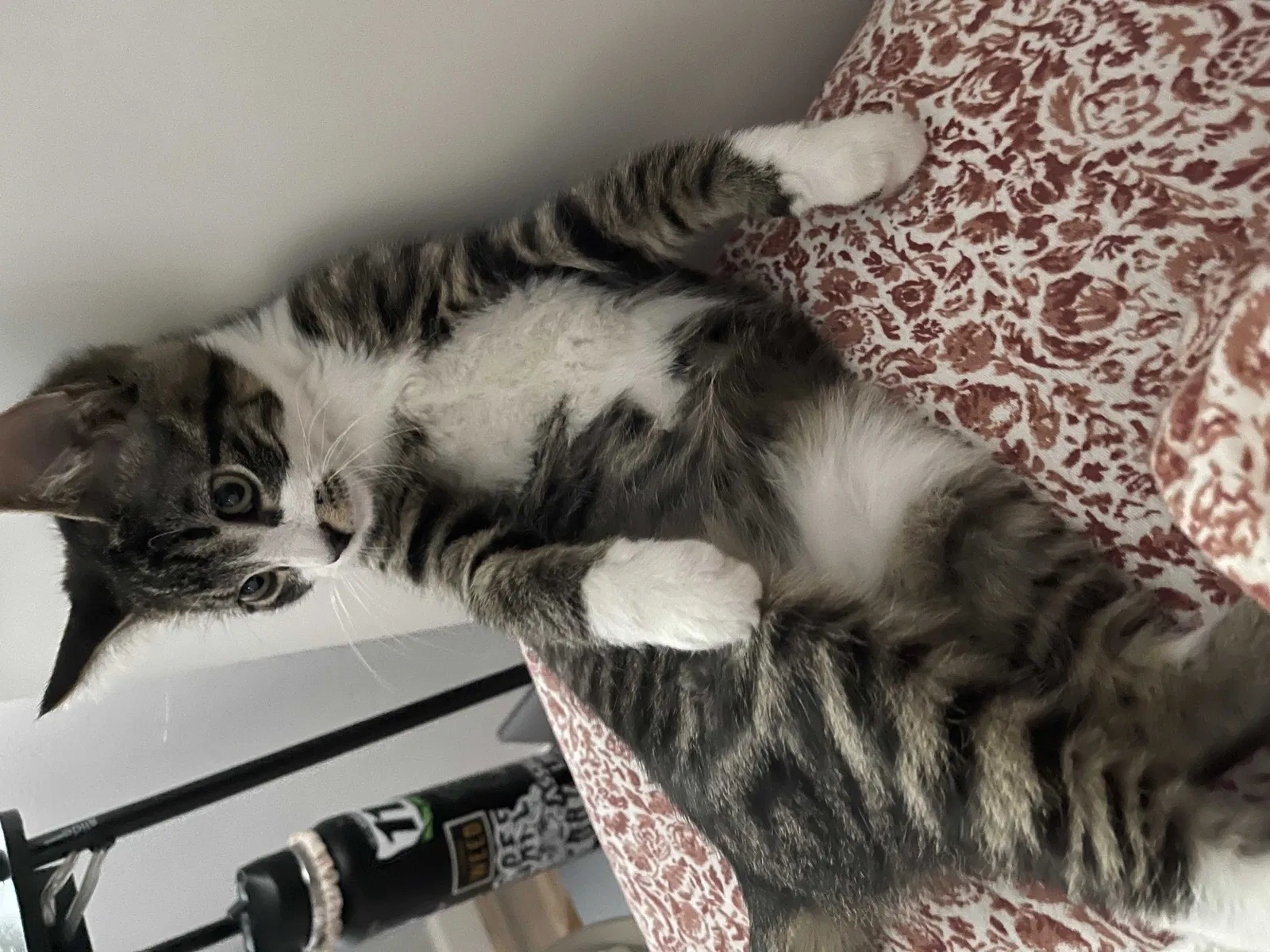 Lost cat in Modesto, CA, 95351