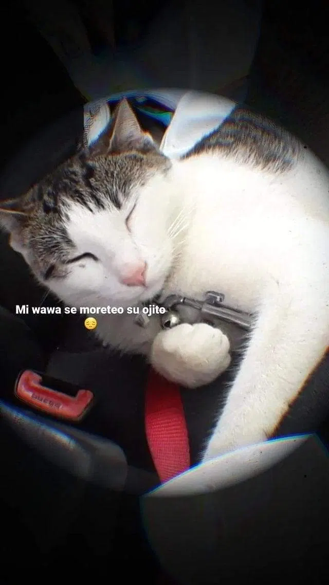 Lost cat in San Diego, CA, 92105