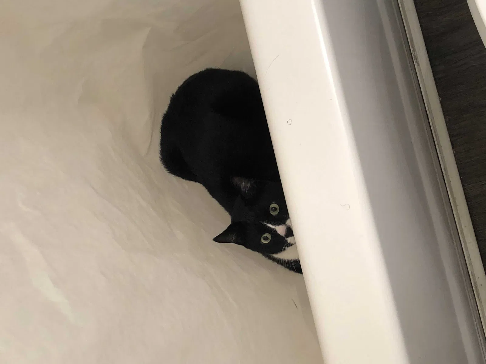 Lost cat in Toledo, OH, 43612