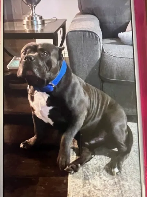 Lost dog in Cedar Hill, TX, 75104
