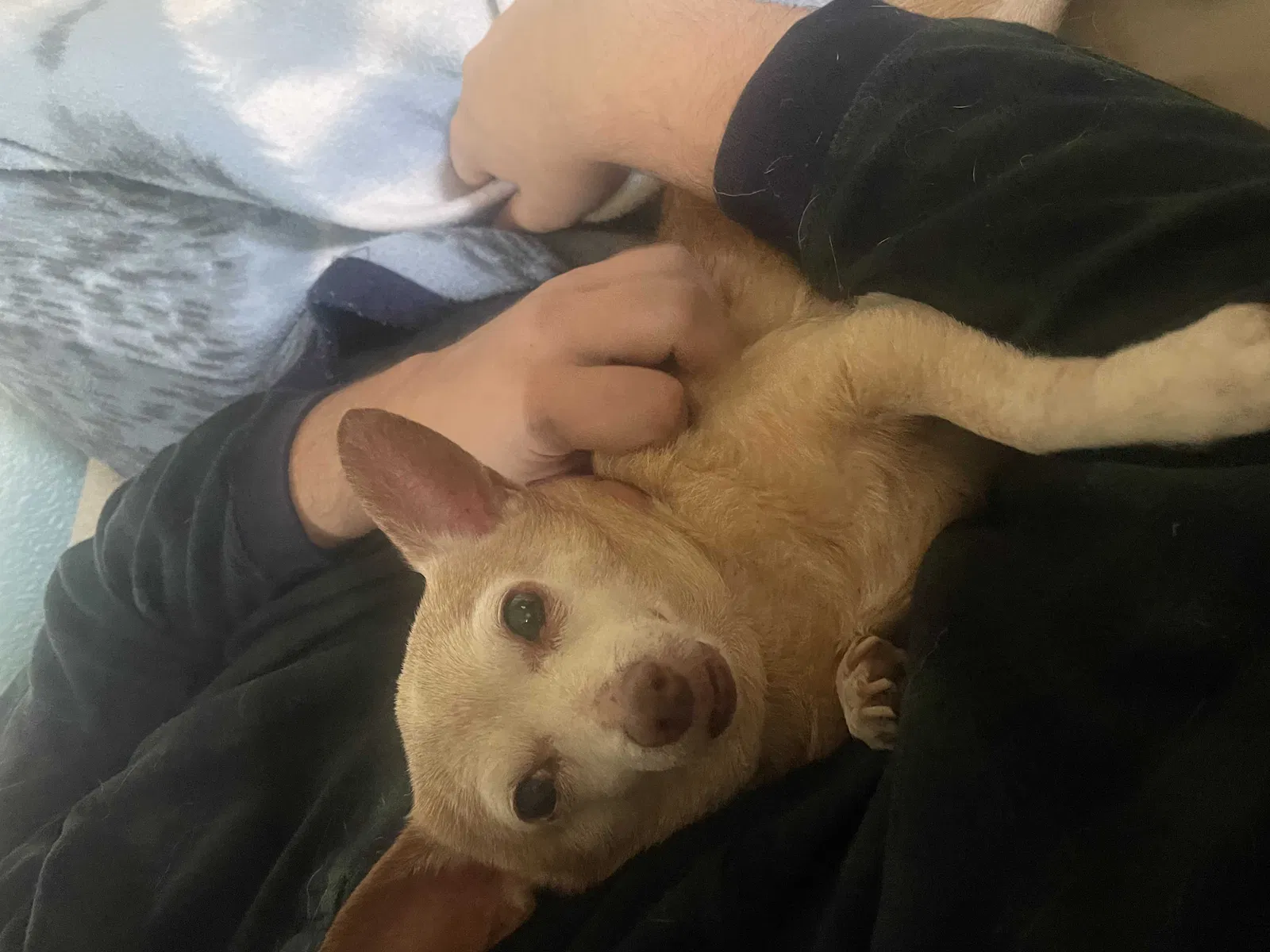 Lost dog in Bakersfield, CA, 93309