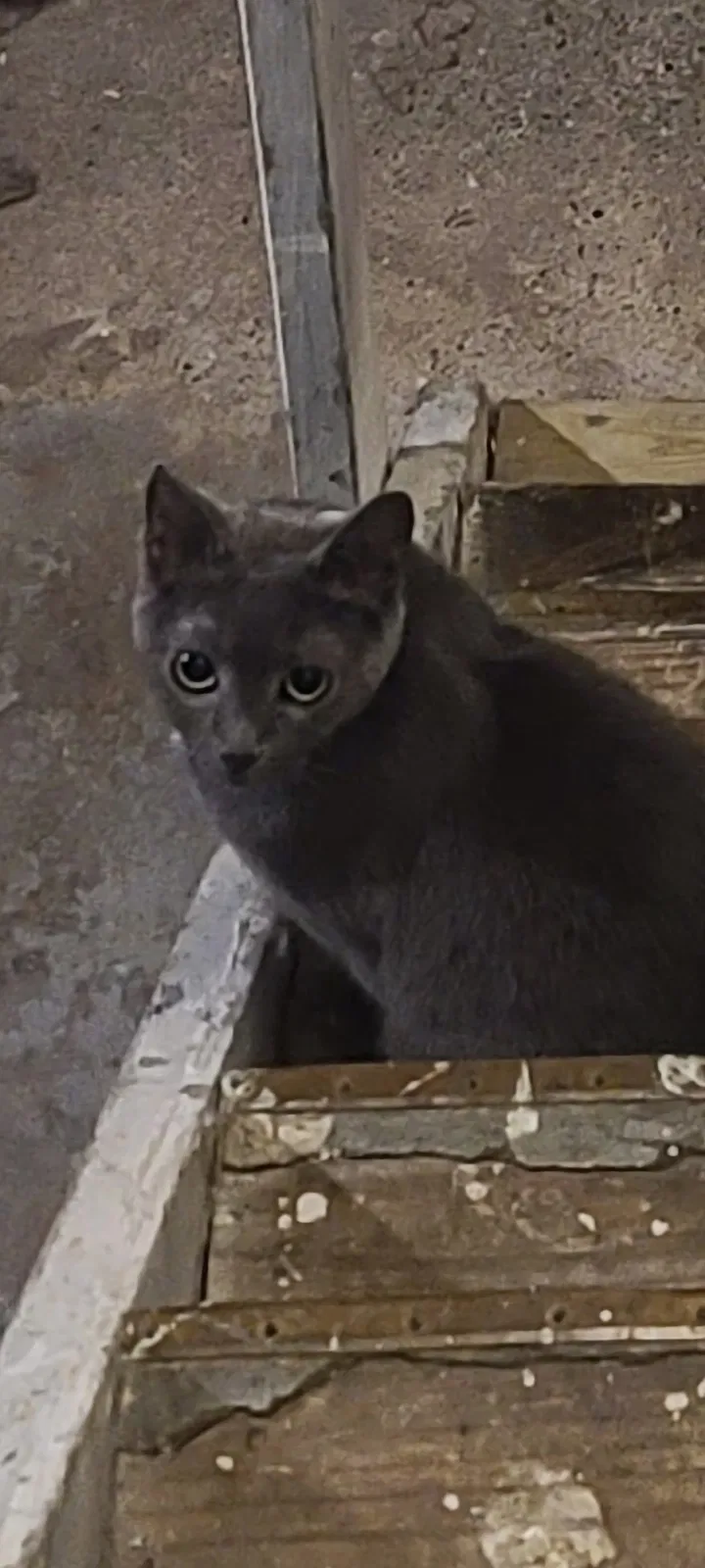Lost cat in Indianapolis, IN, 46203