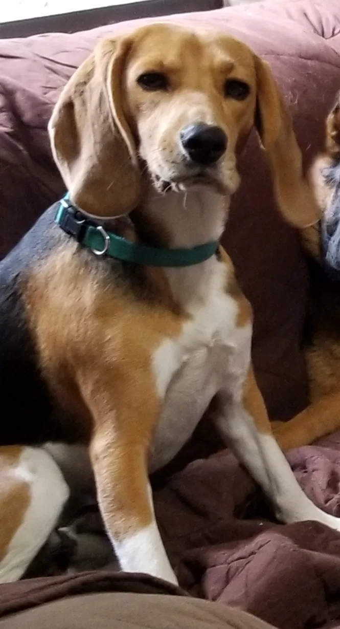 Lost dog in North Port, FL, 34286