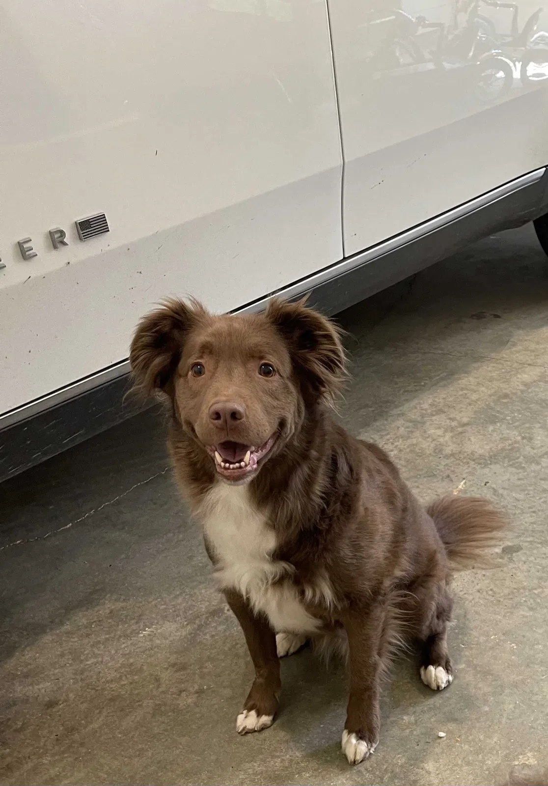 Lost dog in Columbiana, AL, 35051