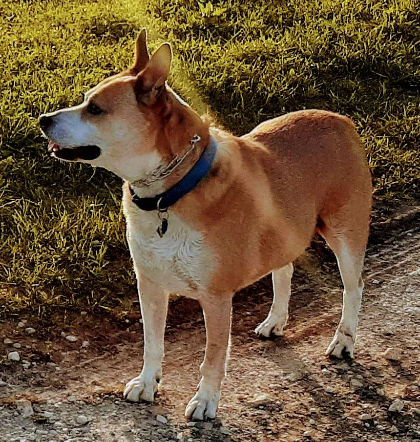 Lost dog in Tehuacana, TX, 76686