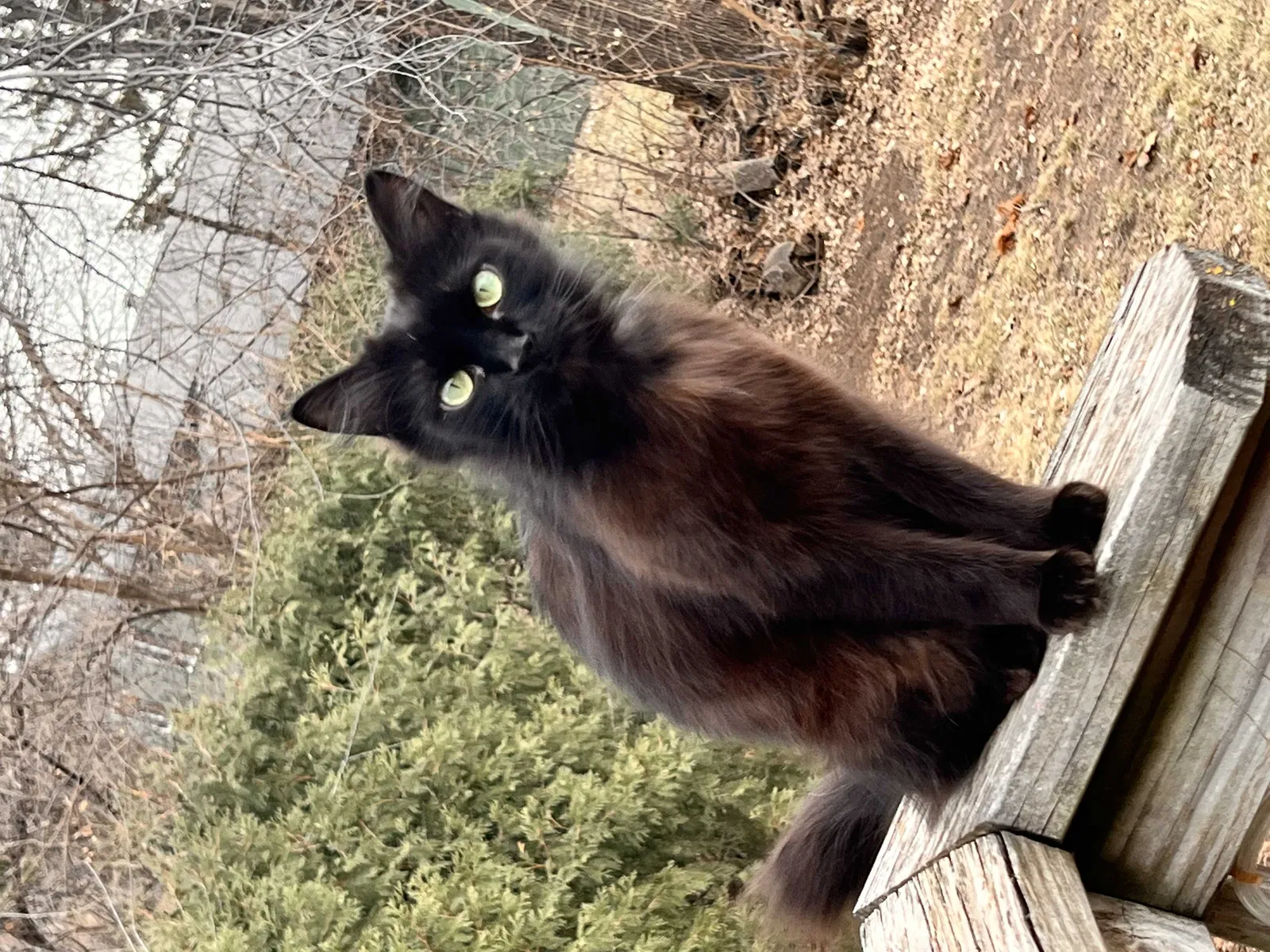 Lost cat in Minneapolis, MN, 55420