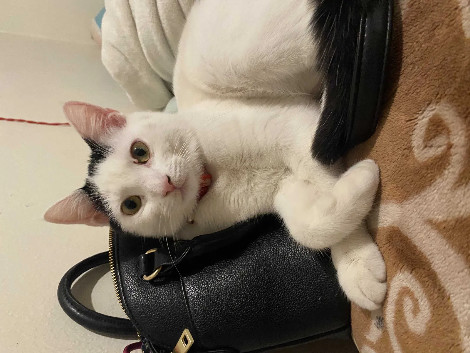 Lost cat in Deland, FL, 32724