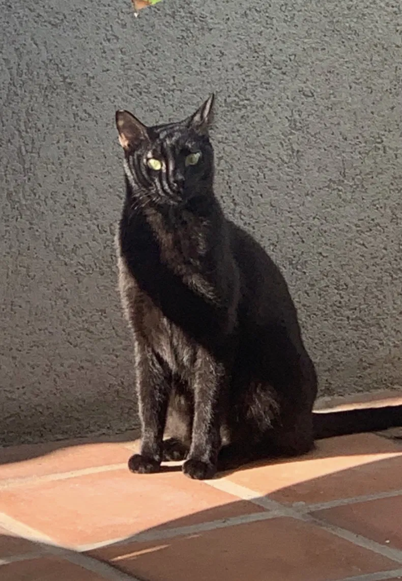 Lost cat in Venice, CA, 90291