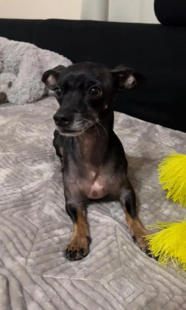 Lost dog in Alhambra, CA, 91801