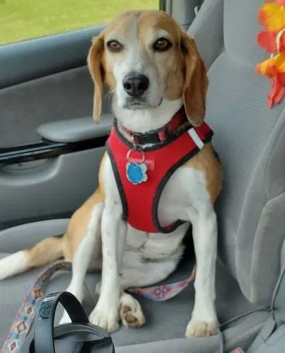 Lost dog in Birmingham, AL, 35210