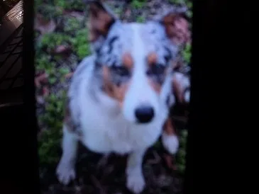 Lost dog in Madison, MS, 39110
