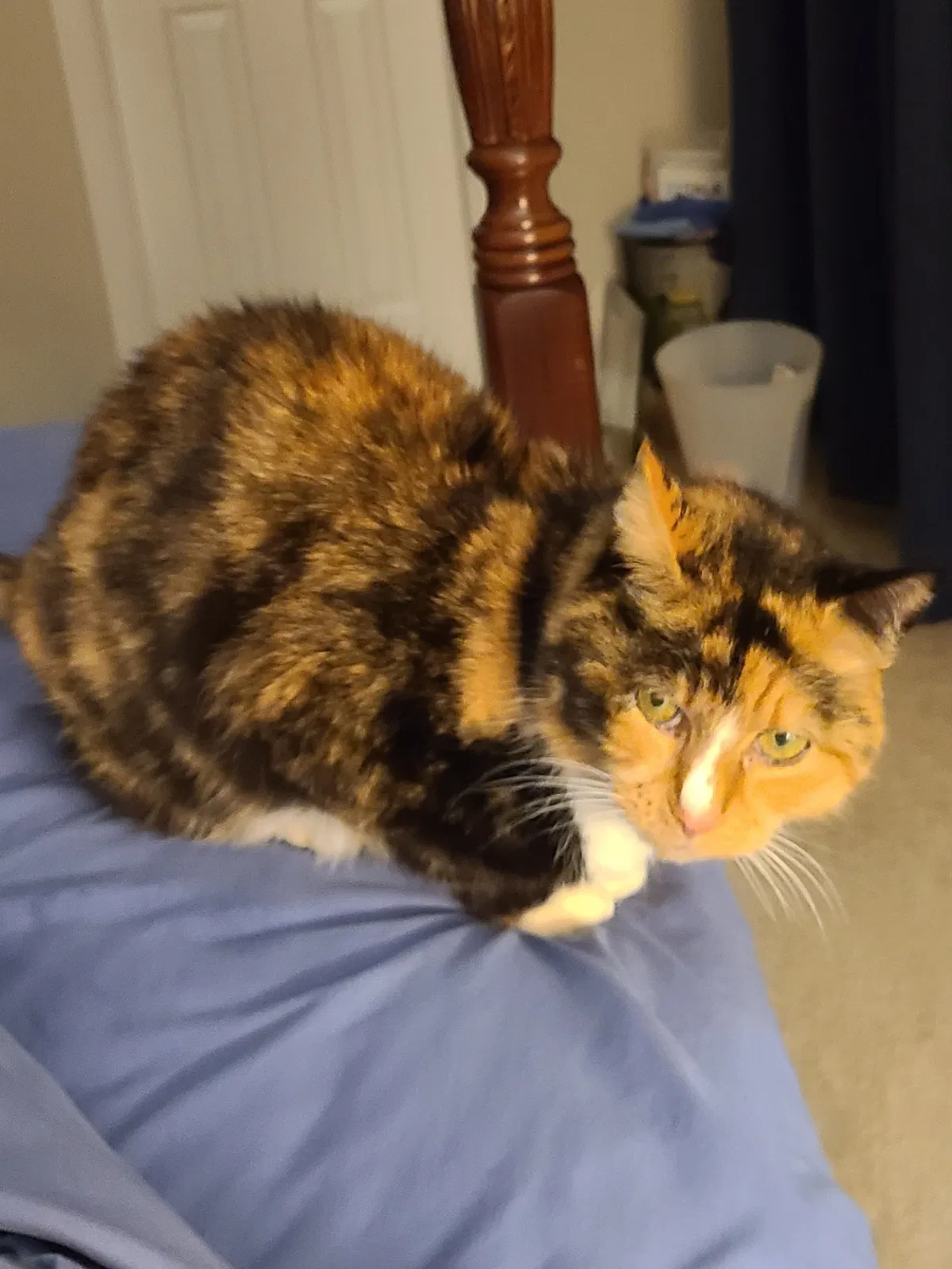 Lost cat in Mechanicsville, VA, 23111