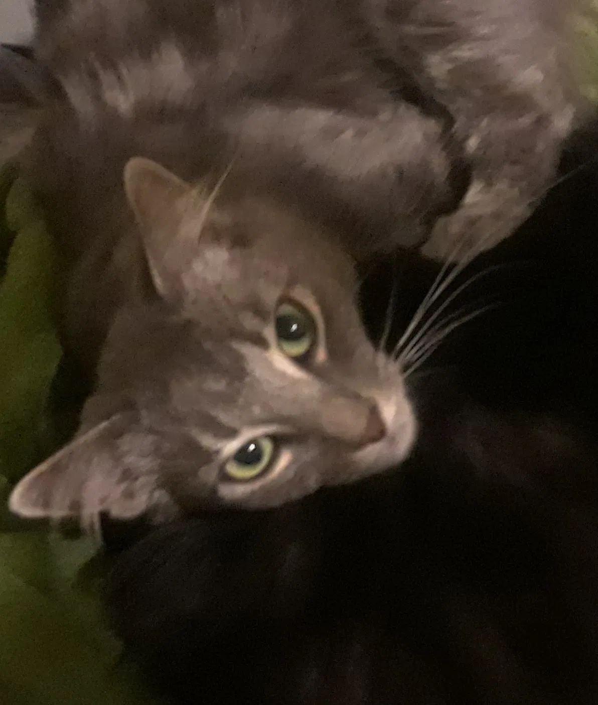 Lost cat in Los Angeles, CA, 90042