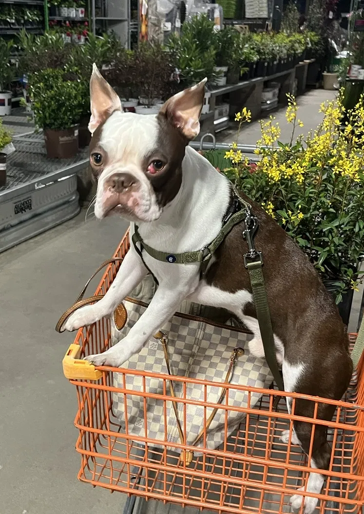 Lost dog in Fort Worth, TX, 76112