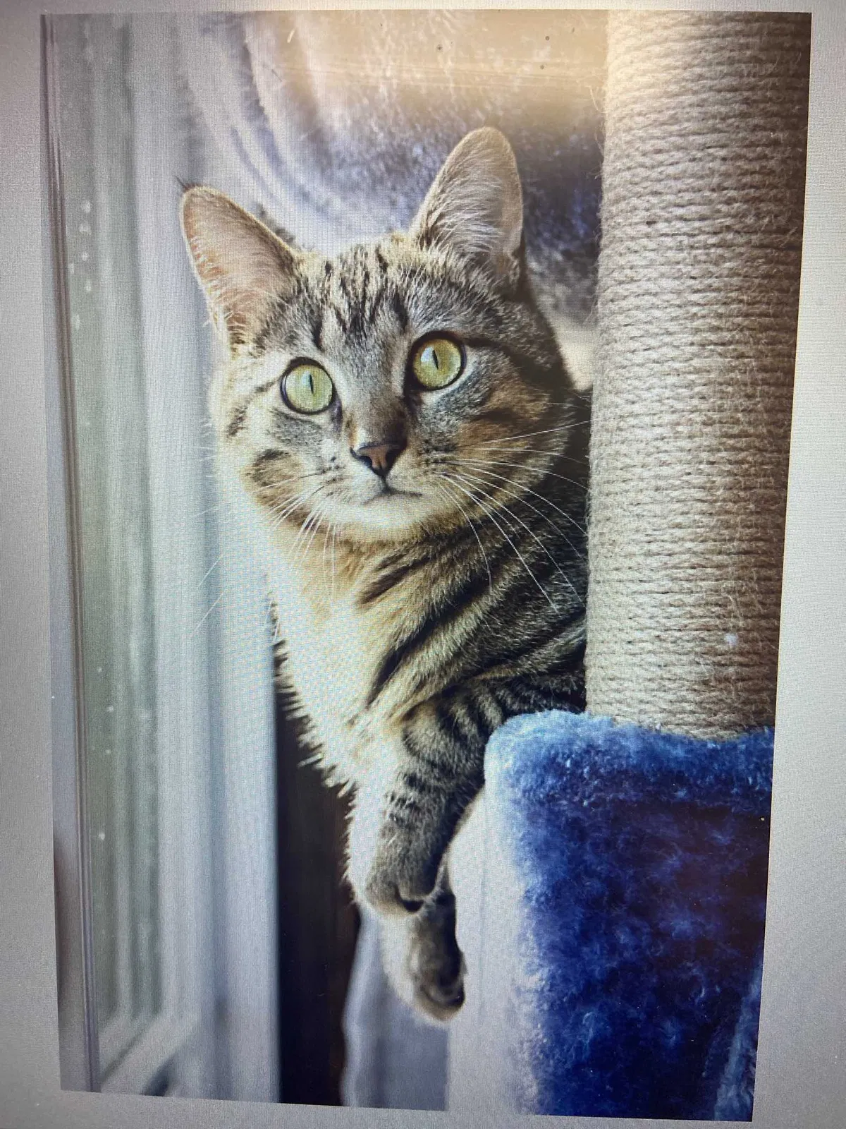 Lost cat in Avon, IN, 46123