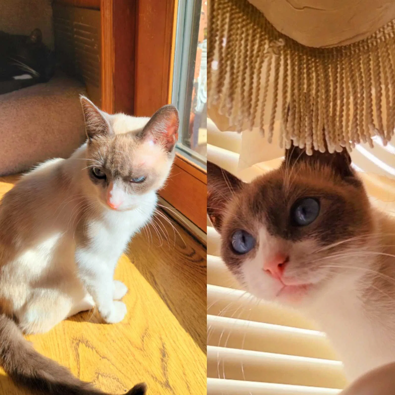 Lost cat in Dallas, TX, 75228