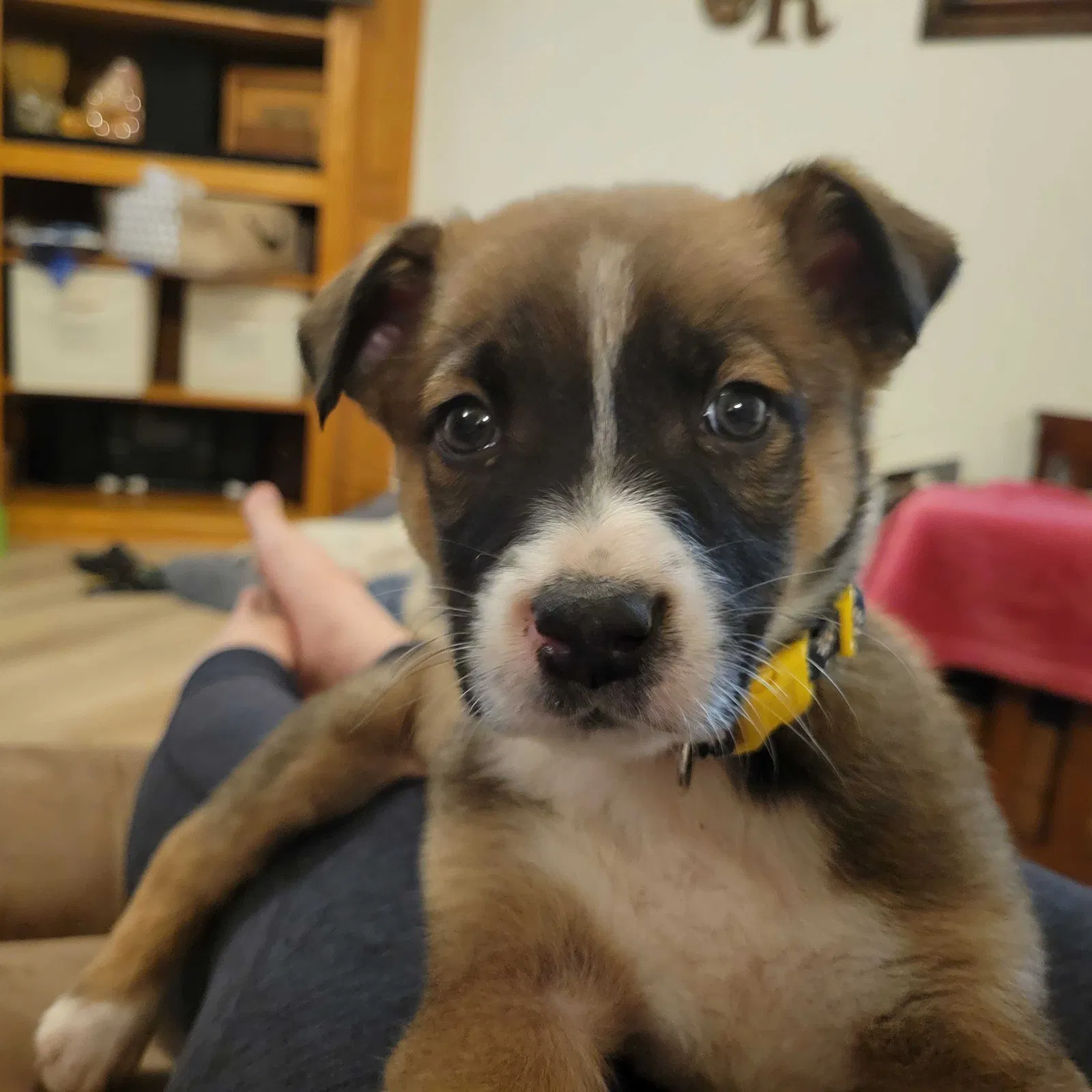 Lost dog in North Las Vegas, NV, 89084