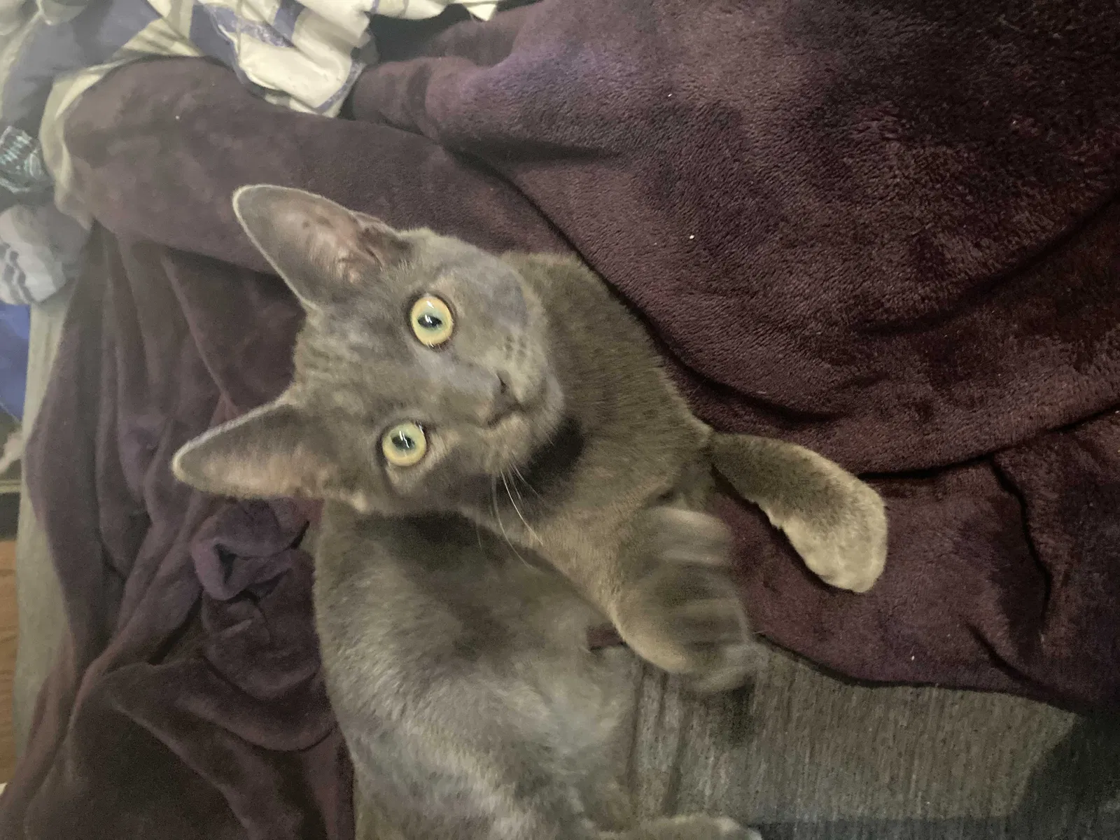 Lost cat in Vallejo, CA, 94589