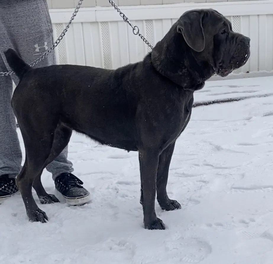 Lost dog in Fort Worth, TX, 76119