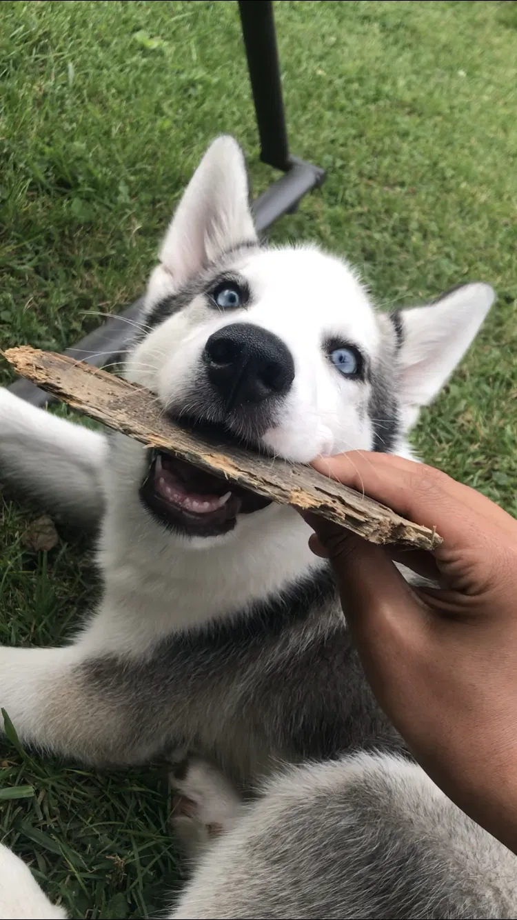 Lost dog in Springfield, IL, 62704
