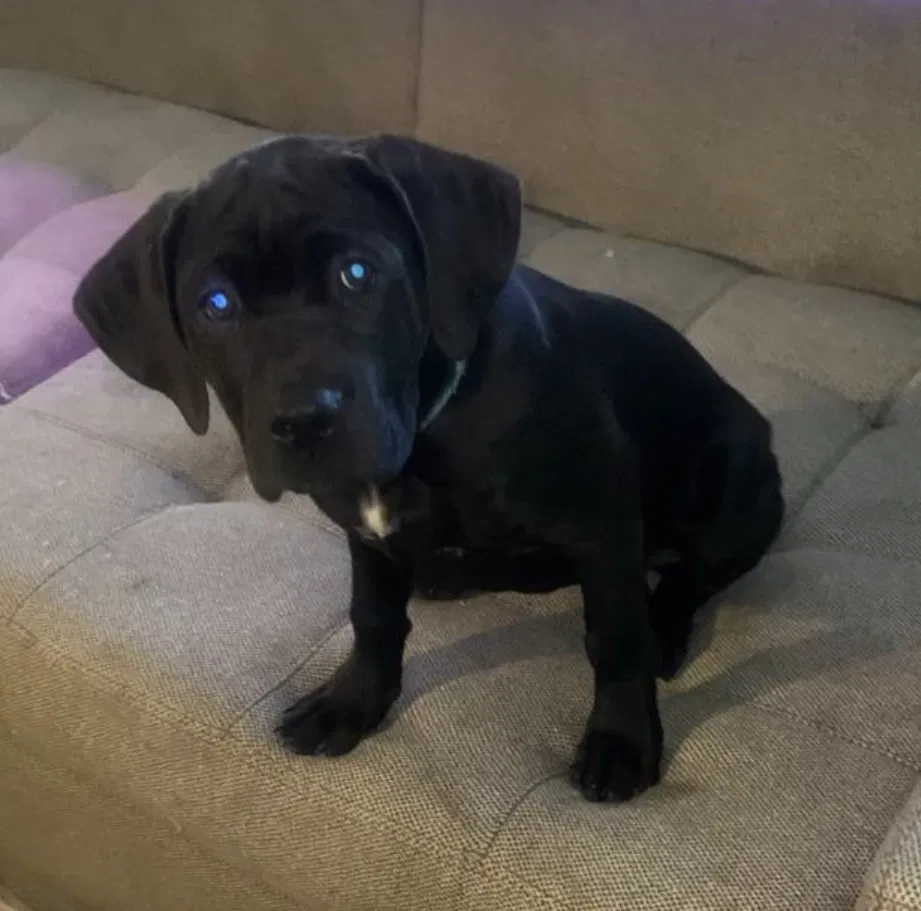 Lost dog in Fort Worth, TX, 76119