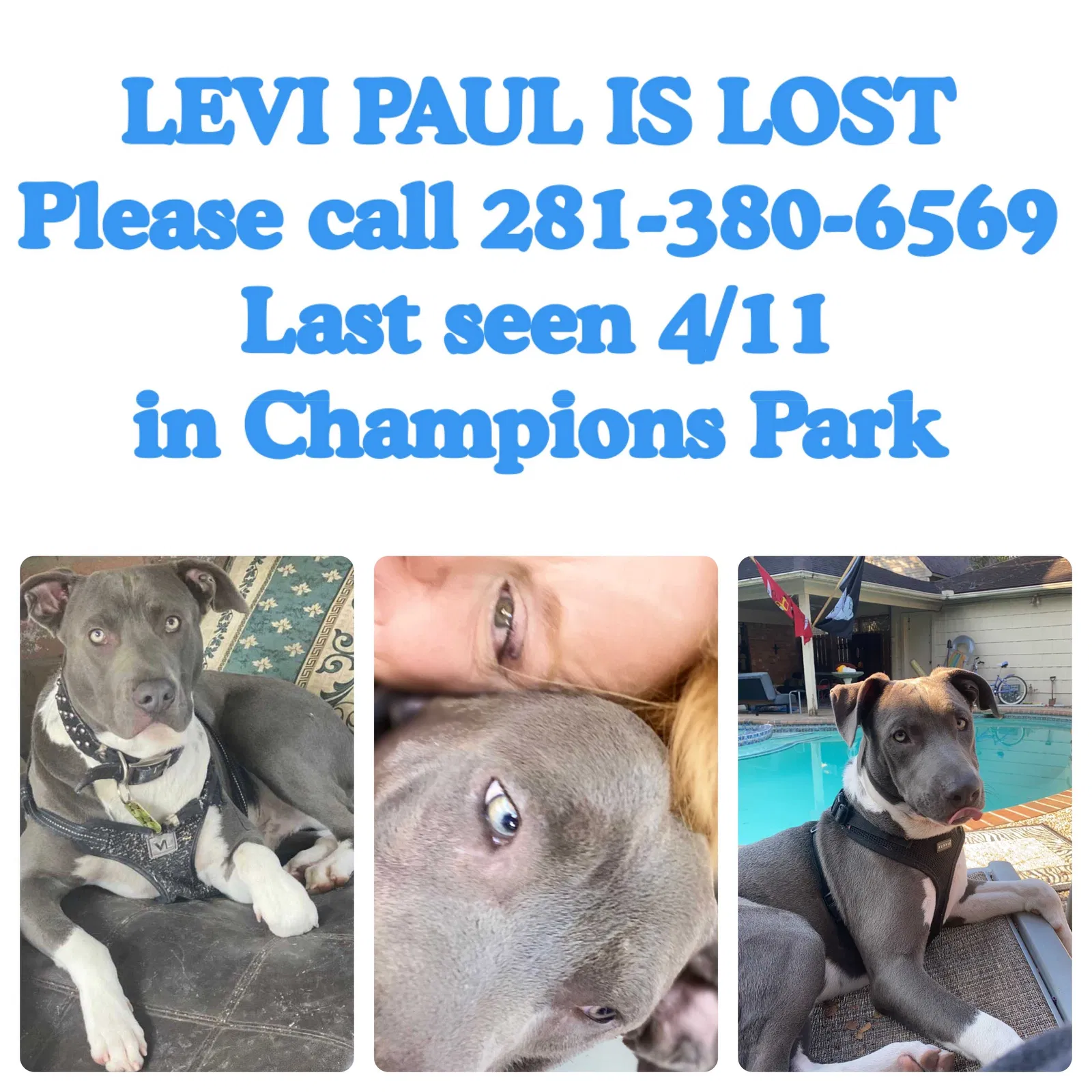Lost dog in Houston, TX, 77069