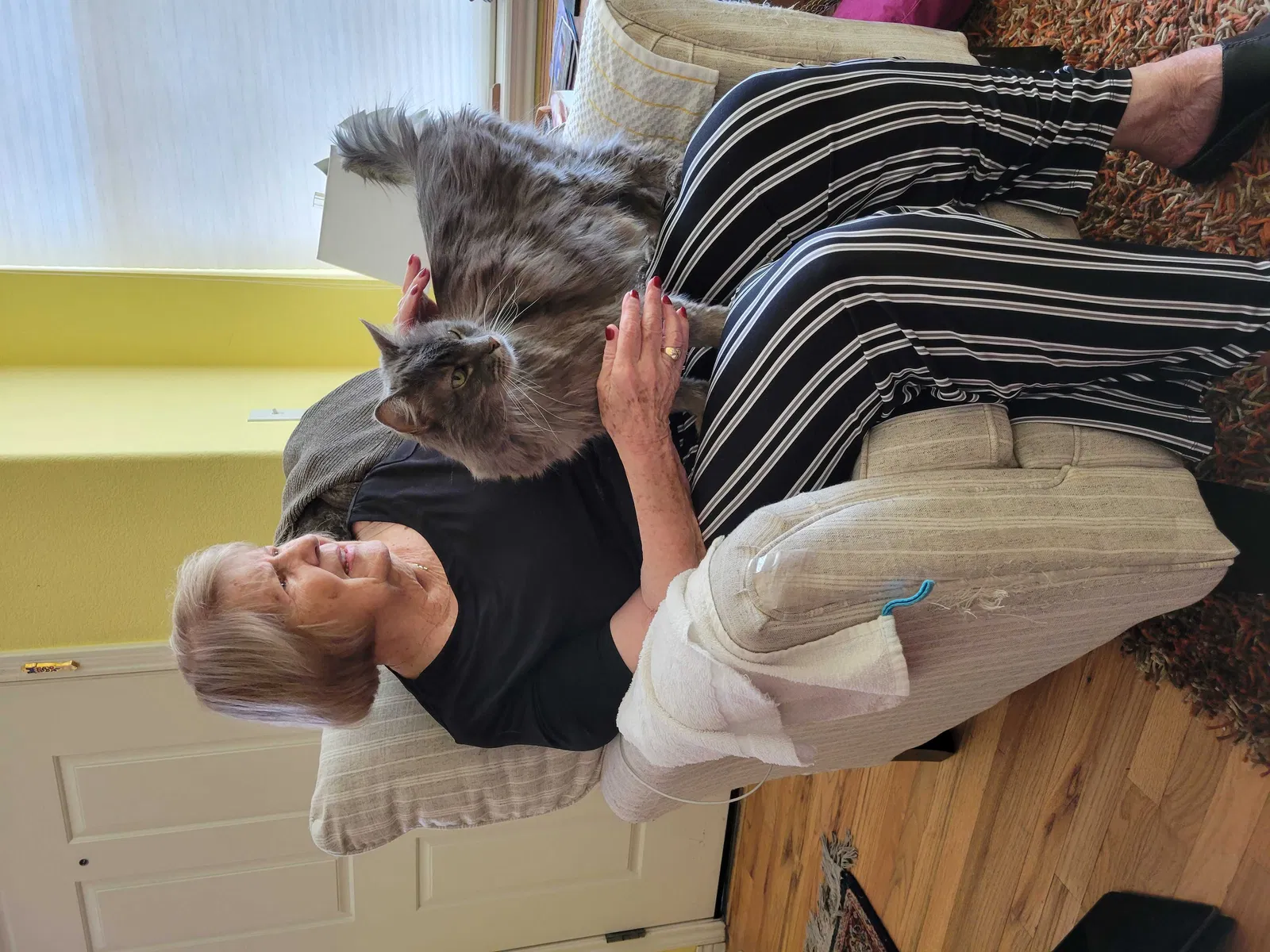 Lost cat in Littleton, CO, 80127