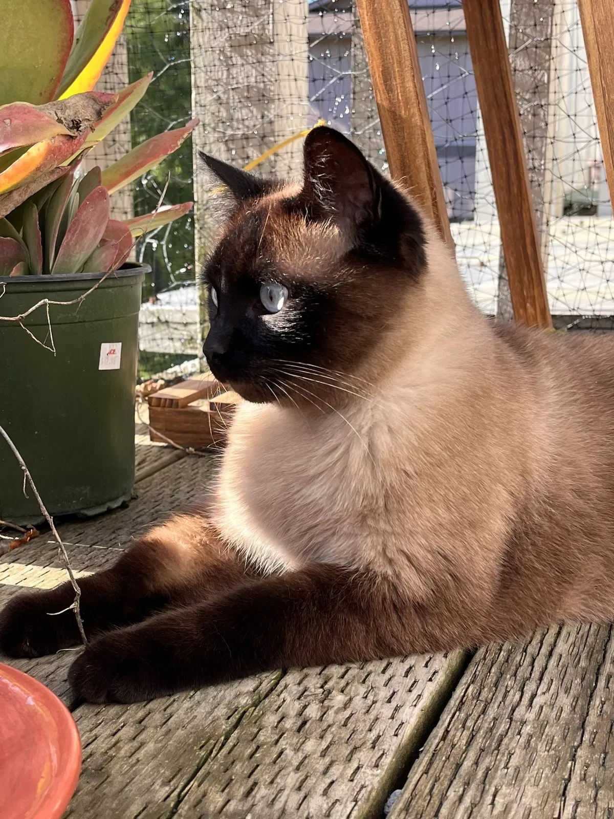 Lost cat in Argyle, TX, 76226
