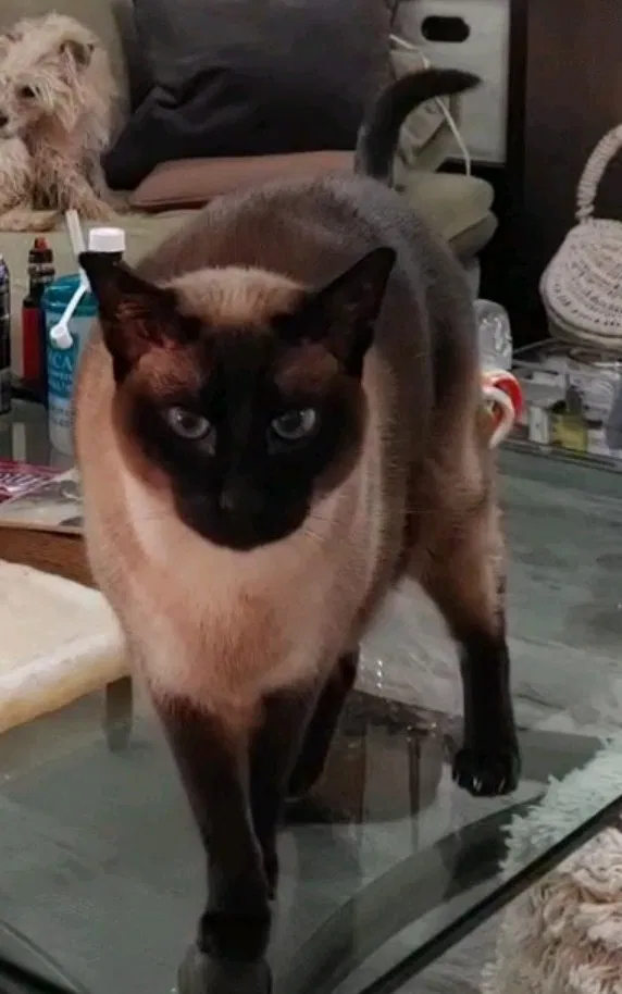 Lost cat in Edgerton, KS, 66021