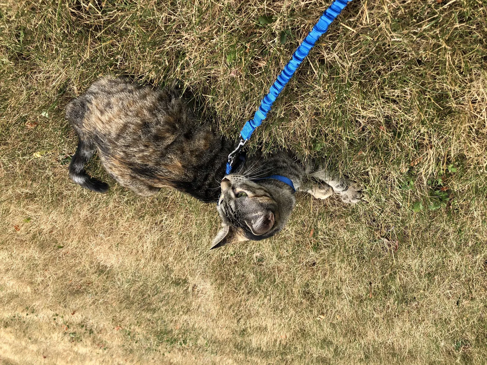 Lost cat in Portland, OR, 97222