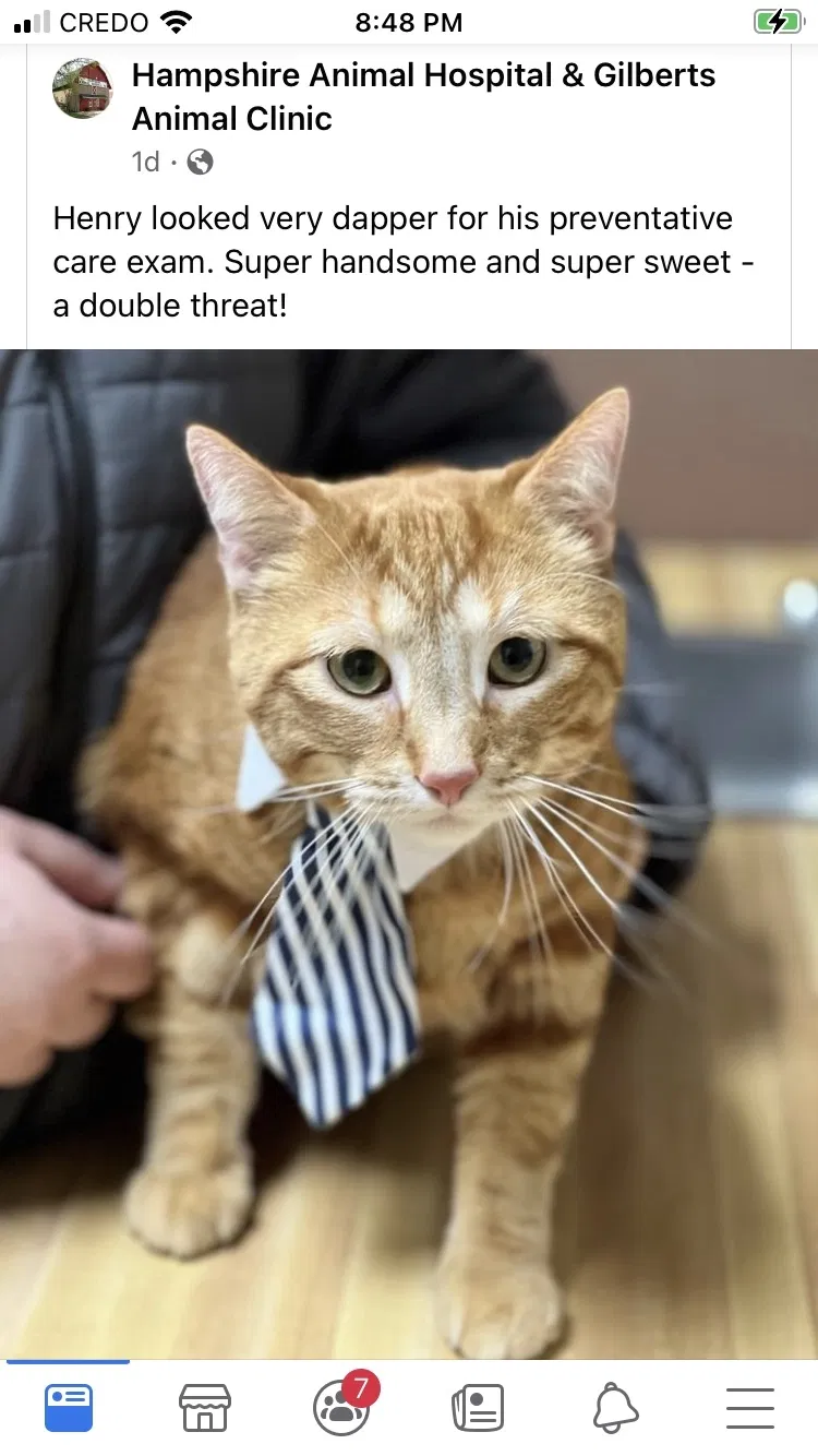 Lost cat in Carpentersville, IL, 60110